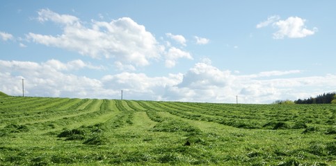 Gemähte Wiese mit blauem Himmel © megakunstfoto