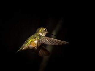 hummingbird