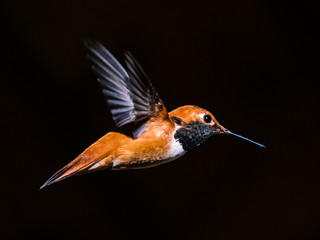 hummingbird