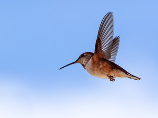hummingbird