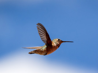 hummingbird