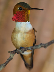 Hummingbird