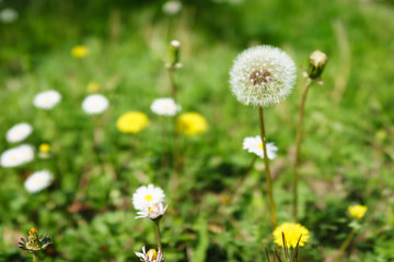 dandelion in the flowers garden in sunshine day