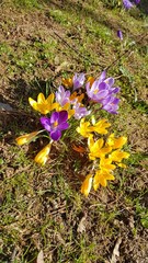 Krokusblumen - Frühlingserwachen 