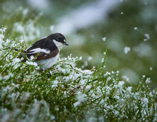 European pied flycatcher in snow