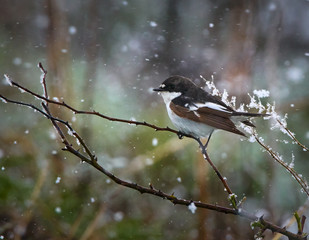 European pied flycatcher in snow
