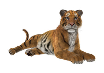 3D Rendering Big Cat Tiger on White