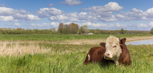 Hereford cow in the grassland outside Groningen - obrazy, fototapety, plakaty