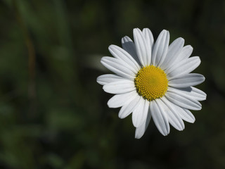 flower daisy