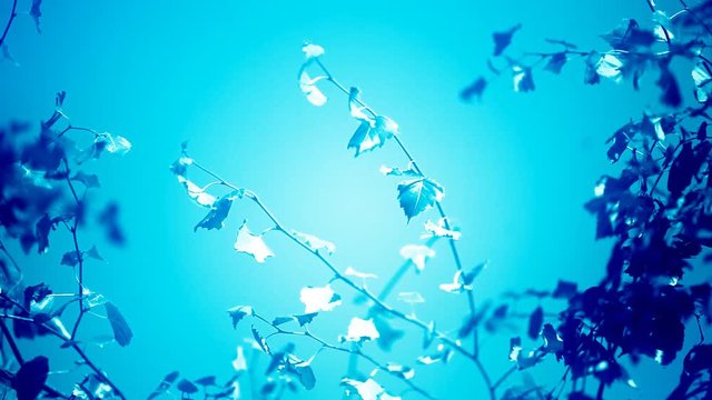 colored poplar leaves - blue