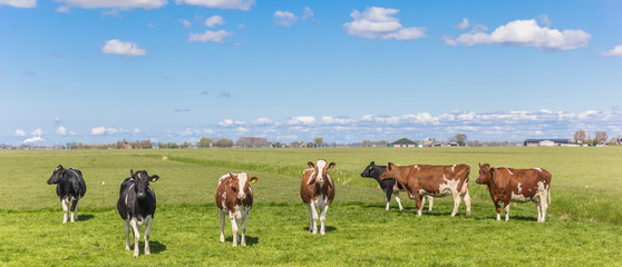 Fototapeta na wymiar Panorama of cows in the dutch landscape