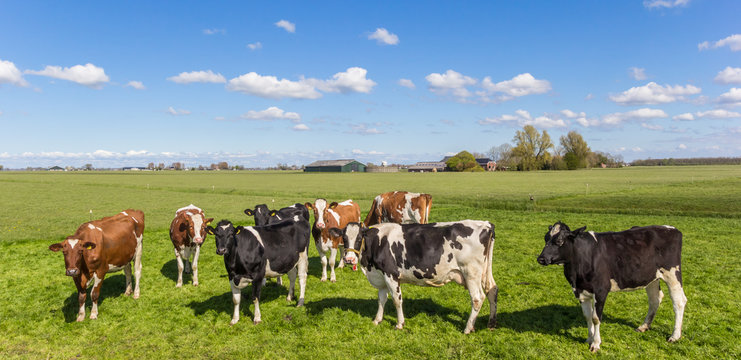 Panorama of cows in the dutch landscape