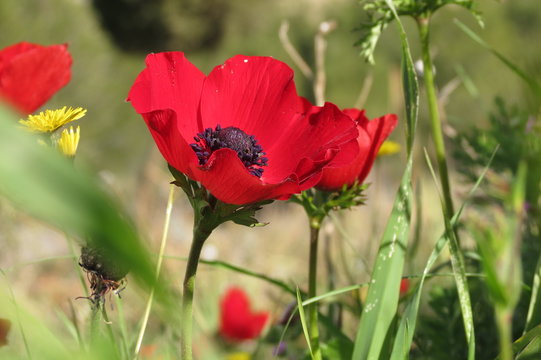 Beautiful red flower in Negev