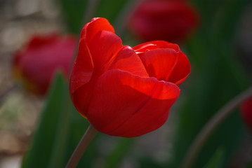 Tulipe rouge au jardin au printemps