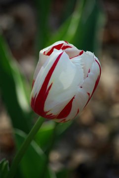 Tulipe blanche ert rouge au printemps au jardin