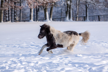 Shetland Pony im Schnee