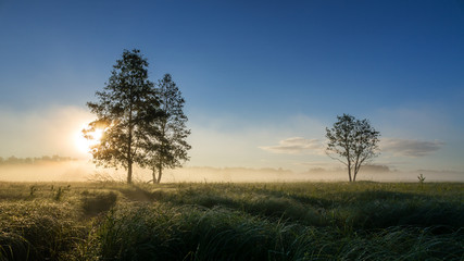 Fototapeta na wymiar Białowieża - leśna polana o poranku