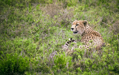 Cheetah lying in grass