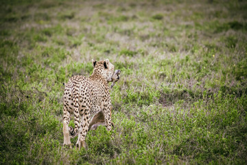 Cheetah and gazzelle in its jaws