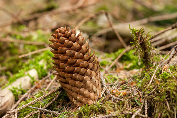 Tannenzapfen auf Waldboden