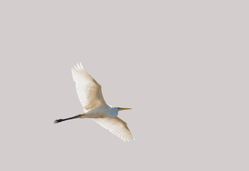 airone bianco maggiore