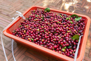 Red Coffee berries in basket