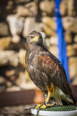 Close up of Harris Hawk or Parabuteo Unicintus