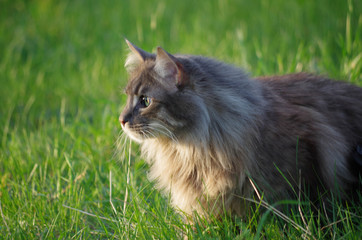 Naklejka na ściany i meble cat in green grass in park