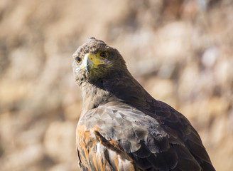 Close up of Harris Hawk or Parabuteo Unicintus