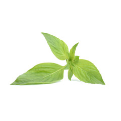 Obraz premium Sweet Basil leaf