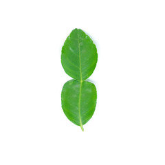 Kaffir lime leaves