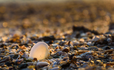 Obraz premium Shells on the beach with sunlight and blur background.