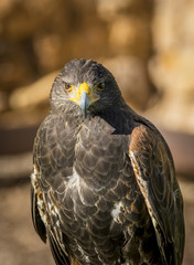 Close up of Harris Hawk or Parabuteo Unicintus