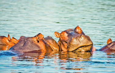 wild hippo portrait