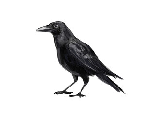 Illustration crows. Digital painting.