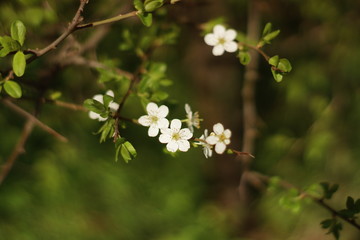 Spring