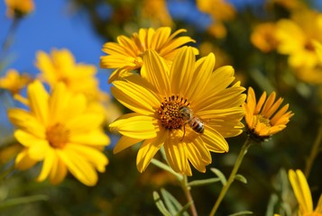 Flor amarilla con una abeja