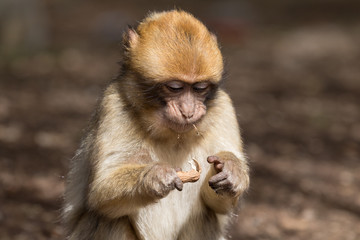 Bertucce nell'alto Atlante in Marocco