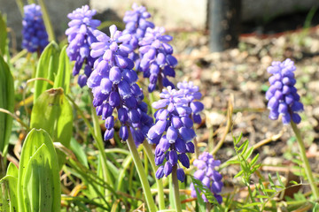 ムスカリの花