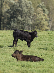 Fototapeta premium Black Angus Calves