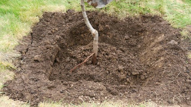 Man planting and watering a tree in the backyard.