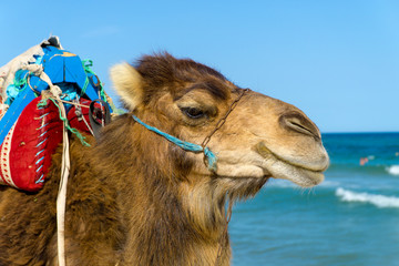 Nahaufnahme eines Dromedars am Strand von Tunesien