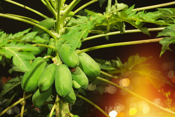 papaya tree with bokeh background