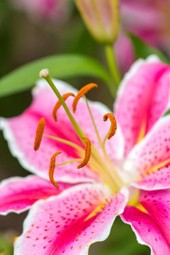 Fototapeta Pink Asiatic lily flower in the garden