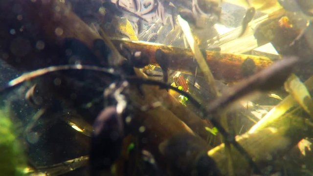 Kaulquappen in einem Teich, Unterwasseraufnahme