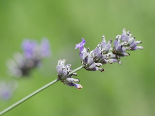 Blade of lavender