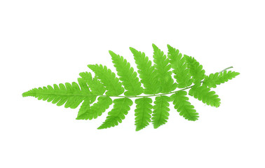 Close up of fern on white background isolated