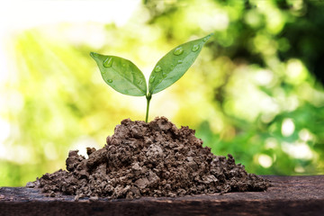 Growing Plants from Seed and Growing in Mold with Sunlight Nature Background