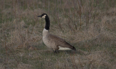 Canadian Geese