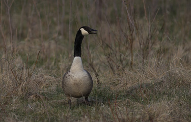 Canadian Geese